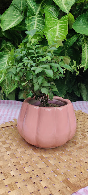 LeafyNest Pot